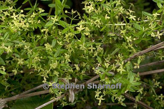 galium porrigens var tenue 1 graphic